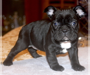 French Bulldog Puppy for Sale in BROOKLINE, Massachusetts USA