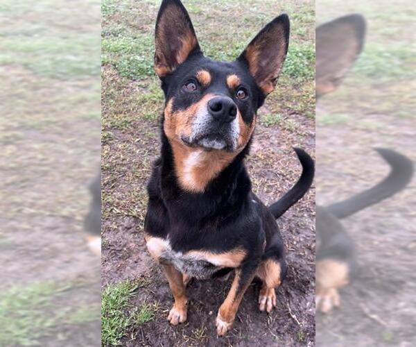 Medium Photo #3 Mutt Puppy For Sale in Rosenberg, TX, USA
