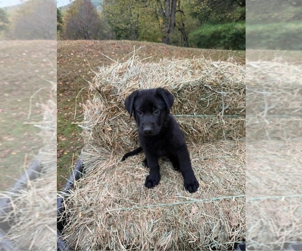 Medium Photo #8 German Shepherd Dog Puppy For Sale in MONROE, NY, USA