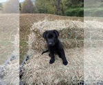 Small #7 German Shepherd Dog