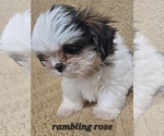 Image preview for Ad Listing. Nickname: RAMBLING ROSE
