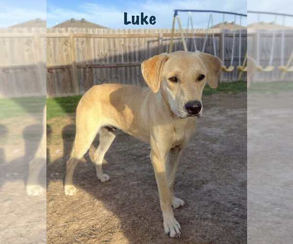 Medium Photo #1 Labrador Retriever-Unknown Mix Puppy For Sale in Palatine/Kildeer/Buffalo grove, IL, USA
