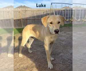 Labrador Retriever-Unknown Mix Dogs for adoption in Palatine/Kildeer/Buffalo grove, IL, USA