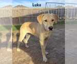 Small Labrador Retriever Mix