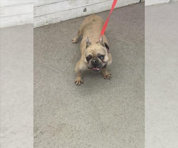 Medium Photo #1 French Bulldog Puppy For Sale in San Bernardino, CA, USA