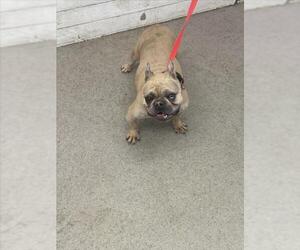 French Bulldog Dogs for adoption in San Bernardino, CA, USA