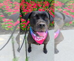 Small Mastiff Mix