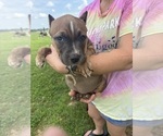 Small #11 American Bully