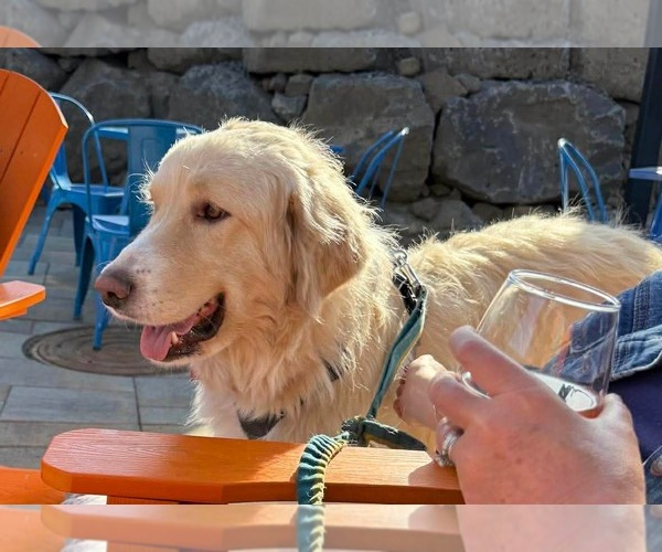 Medium Photo #3 Great Pyrenees-Unknown Mix Puppy For Sale in Bend, OR, USA
