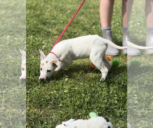 Medium Photo #3 Labrador Retriever-Unknown Mix Puppy For Sale in Yardley, PA, USA