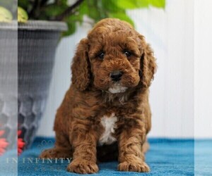 Goldendoodle (Miniature) Puppy for sale in EAST EARL, PA, USA