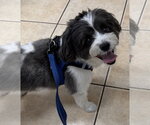 Small #1 Shih Tzu Mix