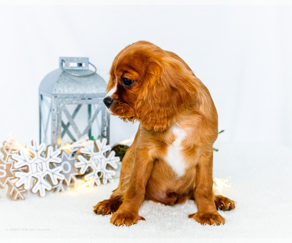 Medium Photo #4 Cavalier King Charles Spaniel Puppy For Sale in WAKARUSA, IN, USA