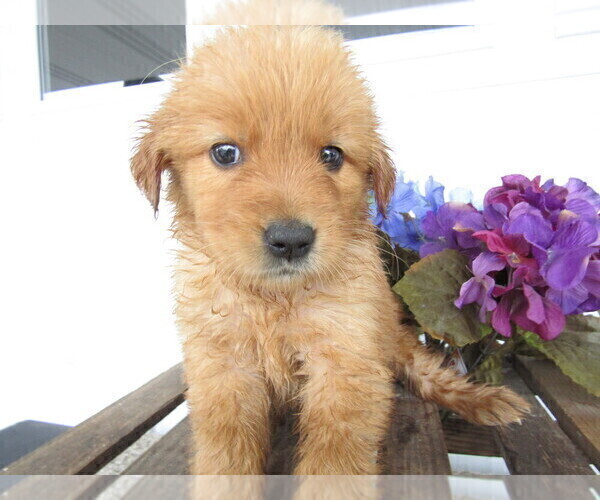 Medium Photo #2 Golden Retriever Puppy For Sale in KALAMAZOO, MI, USA