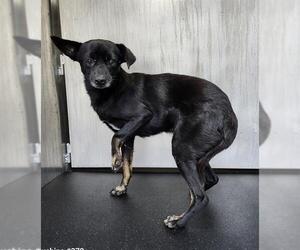 Chihuahua-Unknown Mix Dogs for adoption in San Antonio, TX, USA