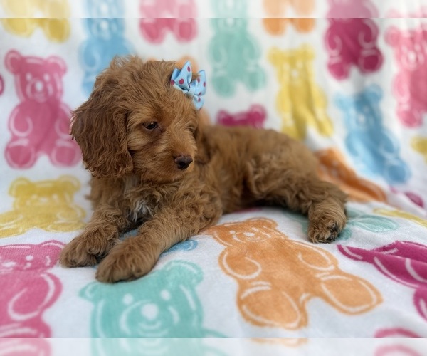 Medium Photo #4 Cock-A-Poo Puppy For Sale in LAKELAND, FL, USA
