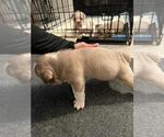 Small Photo #6 English Bulldog Puppy For Sale in TRABUCO CANYON, CA, USA