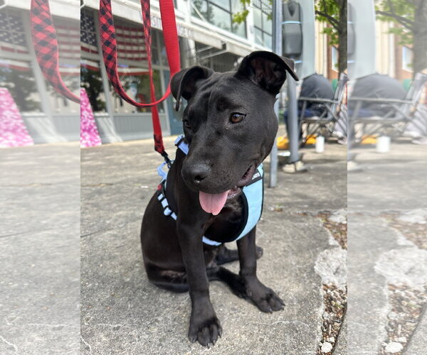 Medium Photo #18 American Pit Bull Terrier-Unknown Mix Puppy For Sale in Germantown, OH, USA