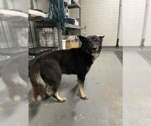 Australian Shepherd-Unknown Mix Dogs for adoption in Stockton, CA, USA