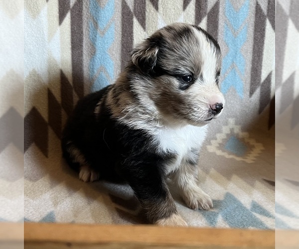 Medium Photo #13 Miniature Australian Shepherd Puppy For Sale in FORT MORGAN, CO, USA