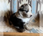 Small #12 Miniature Australian Shepherd