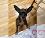 Small #4 Chihuahua