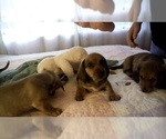 Small Photo #8 Dachshund Puppy For Sale in GARDEN GROVE, CA, USA
