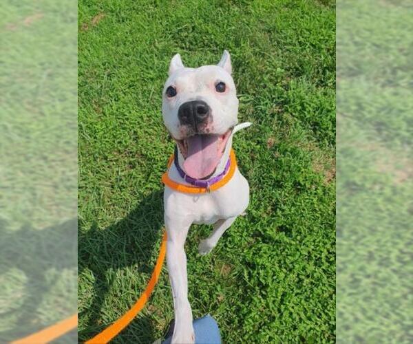 Medium Photo #2 Boxer-Staffordshire Bull Terrier Mix Puppy For Sale in Derwood, MD, USA