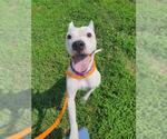 Small #1 Boxer-Staffordshire Bull Terrier Mix