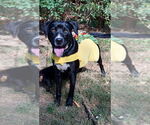 Small #3 American Pit Bull Terrier-Labrador Retriever Mix