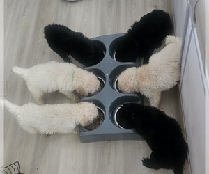 Poodle (Standard) Litter for sale in ROMEOVILLE, IL, USA