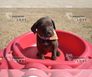 Labrador Retriever Puppy for sale in SANGER, TX, USA