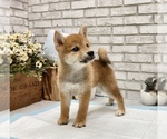 Small Photo #4 Shiba Inu Puppy For Sale in SAN FRANCISCO, CA, USA