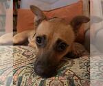 Small #1 Chihuahua Mix