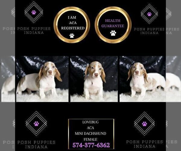 Medium Photo #7 Dachshund Puppy For Sale in WARSAW, IN, USA