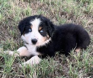 Australian Shepherd Dog for Adoption in SHAWNEE, Oklahoma USA