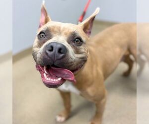 American Staffordshire Terrier Dogs for adoption in Aurora, CO, USA