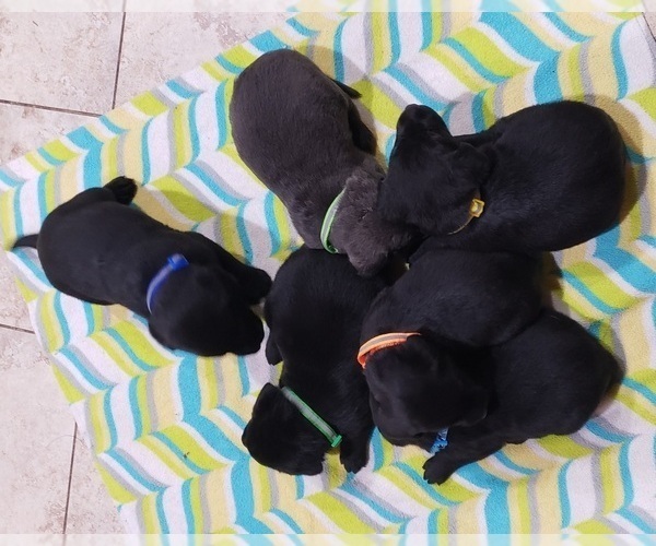 Medium Photo #2 Labrador Retriever Puppy For Sale in OLYMPIA, WA, USA