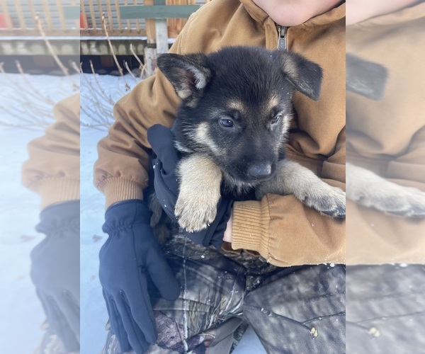 Medium Photo #3 German Shepherd Dog Puppy For Sale in MADISON HEIGHTS, VA, USA