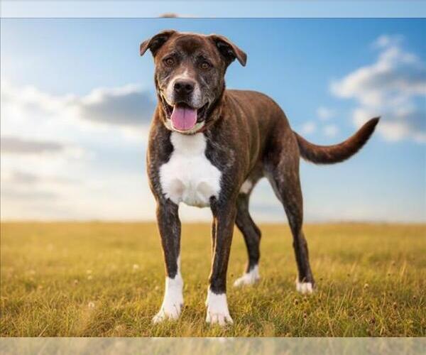 Medium Photo #2 Plott Hound-Unknown Mix Puppy For Sale in Tavares, FL, USA
