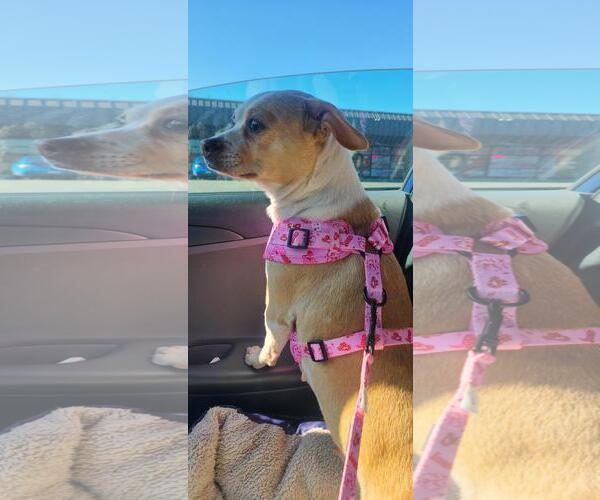 Medium Photo #4 Chihuahua-Unknown Mix Puppy For Sale in Hayward, CA, USA