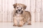Small Photo #1 Shorkie Tzu Puppy For Sale in MOUNT VERNON, OH, USA