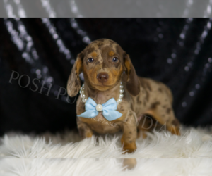 Dachshund Puppy for sale in WARSAW, IN, USA