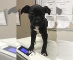 Small American Pit Bull Terrier