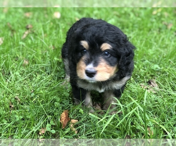 Medium Photo #9 Bernedoodle Puppy For Sale in STEWARTSVILLE, NJ, USA
