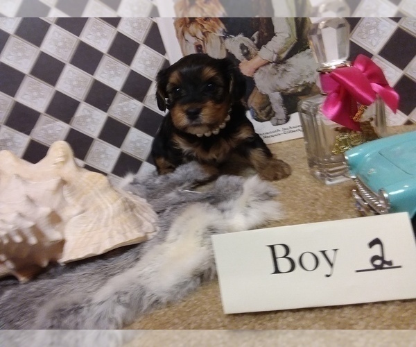 Medium Photo #11 Yorkshire Terrier Puppy For Sale in AUSTIN, TX, USA