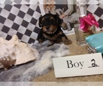 Small Photo #11 Yorkshire Terrier Puppy For Sale in AUSTIN, TX, USA