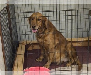 Mother of the Golden Retriever puppies born on 01/22/2025