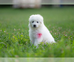 Small #5 Great Pyrenees