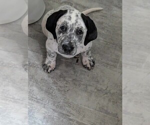 Dalmatian-Great Pyrenees Mix Puppy for sale in WENDELL, NC, USA